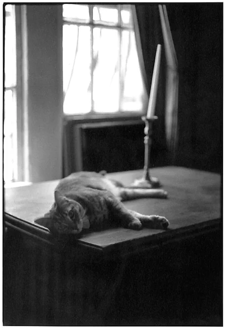 A cat stretched out asleep on a dark table beside a tall candlestick, window light behind