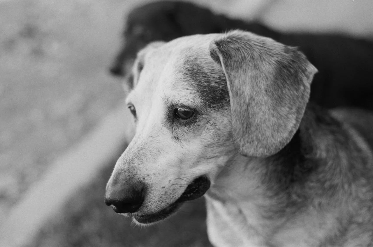 A hound in profile outdoors, a second dog resting behind