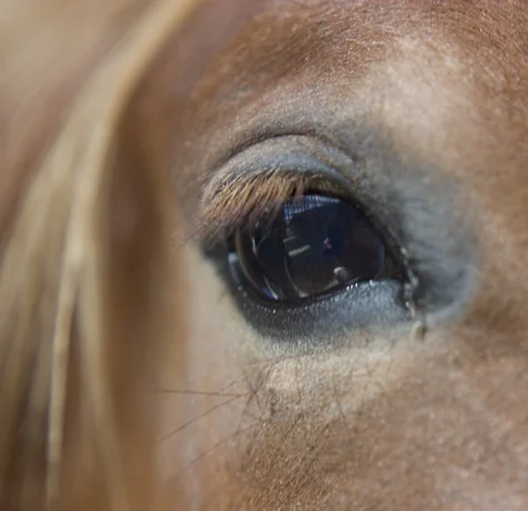 A horse's eye and long lashes seen close, its mane falling across the frame