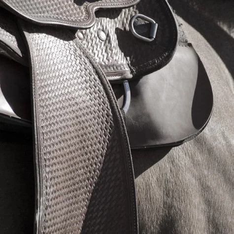 A saddle and girth strapped over the flank of a grey horse