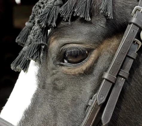 A dark horse's eye and browband beneath a tasselled fly fringe