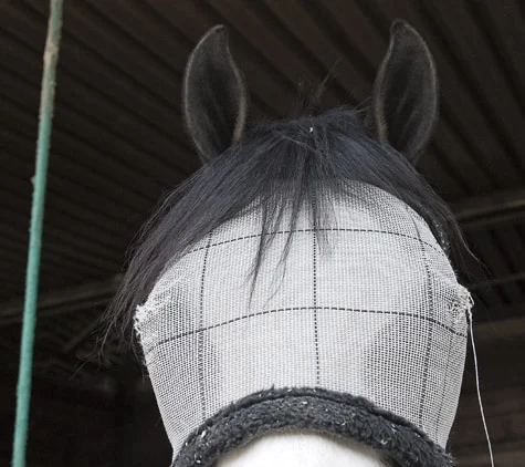 The back of a horse's head in a mesh fly mask, ears pricked up