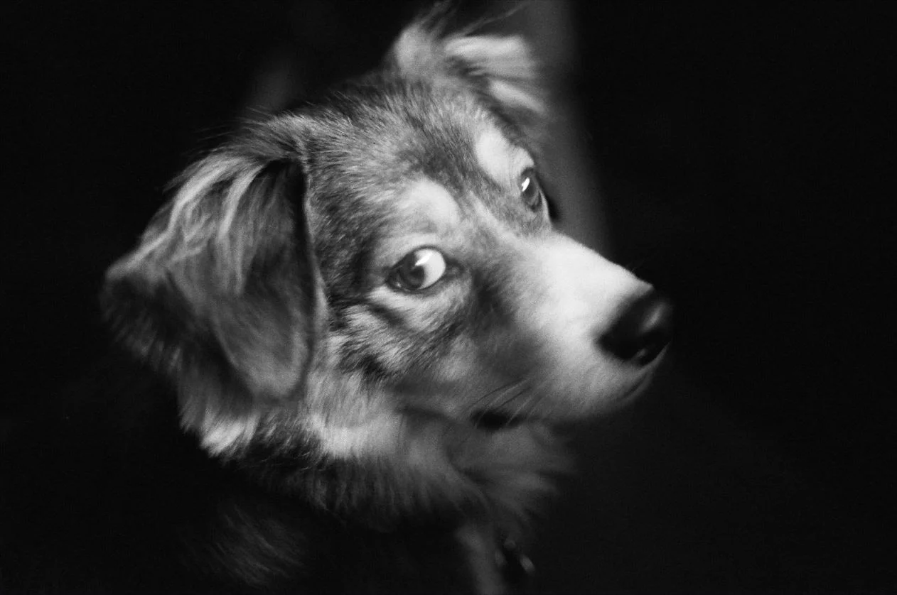 A dog in profile looking away, lit against a dark background